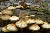 Pholiota squarrosoides image