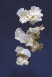 Ductifera pululahuana image