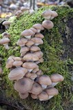 Armillaria solidipes image