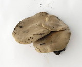 Clitopilus prunulus image