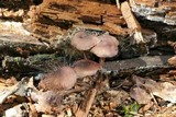 Spinellus fusiger image