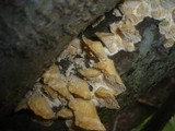 Trametes pubescens image