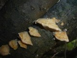 Trametes pubescens image