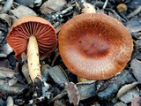 Cortinarius smithii image