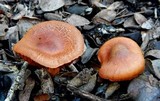 Cortinarius smithii image