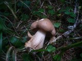 Tricholoma psammopus image
