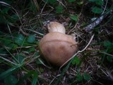 Tricholoma psammopus image