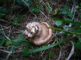 Tricholoma psammopus image