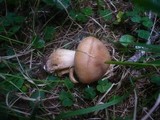Tricholoma psammopus image