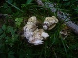 Tricholoma saponaceum image