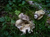 Tricholoma saponaceum image