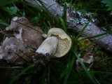 Tricholoma saponaceum image