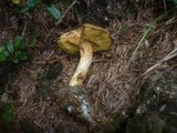 Boletus ferrugineus image