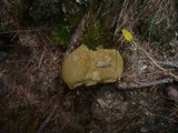 Boletus ferrugineus image