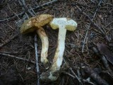 Boletus ferrugineus image