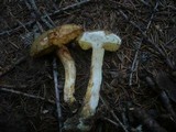 Boletus ferrugineus image