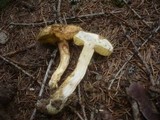 Boletus ferrugineus image