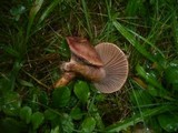Chroogomphus rutilus image