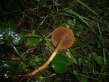 Cortinarius bataillei image