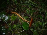 Cortinarius bataillei image