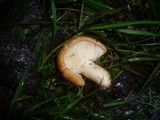 Lactarius zonarioides image