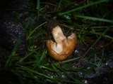 Lactarius zonarioides image