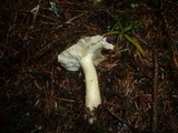Tricholoma saponaceum image