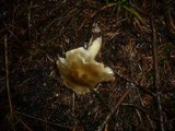 Tricholoma saponaceum image