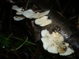 Trametes pubescens image