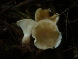 Ampulloclitocybe clavipes image