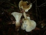 Ampulloclitocybe clavipes image