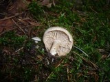 Rhodocybe parilis image