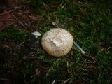 Rhodocybe parilis image