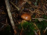Tricholoma fulvum image