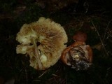 Tricholoma fulvum image
