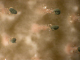 Penicillium vulpinum image