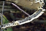 Irpex lacteus image