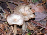 Clitocybe fragrans image