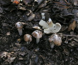 Inocybe brunnescens image