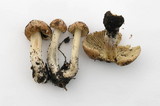 Inocybe brunnescens image