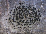 Lecidella elaeochroma f. elaeochroma image