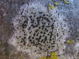 Lecidella elaeochroma f. elaeochroma image