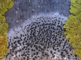 Lecidella elaeochroma f. elaeochroma image