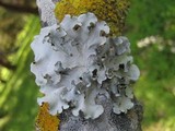 Parmotrema austrosinense image