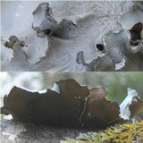 Parmotrema austrosinense image