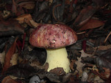 Boletus regius image