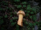 Chroogomphus rutilus image