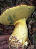 Boletus regius image
