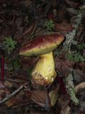 Boletus regius image