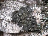 Collema furfuraceum image